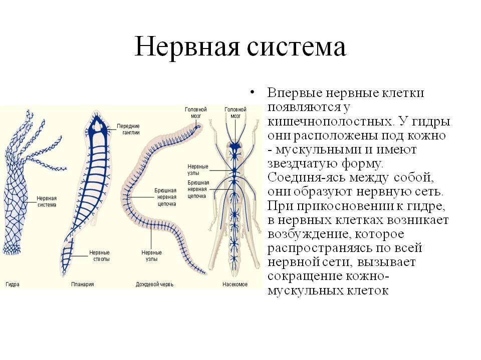 Kraken darknet ссылка тор
